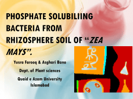 Phosphate Solubiliing Bacteria from Rhizosphere Soil of