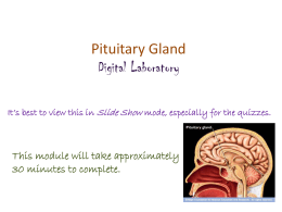 pituitary gland &ndash; anterior lobe