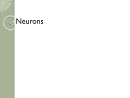 31.1 Really Neurons