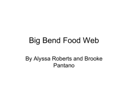 Big Bend Mountain Food Web