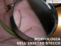 Morfologia dell*insetto stecco