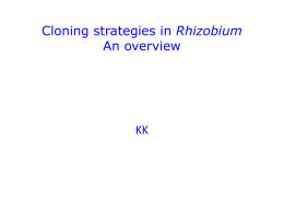 Cloning strategies in Rhizobium An overview