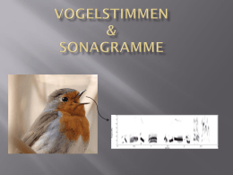 Vogelstimmen & Sonagramme - j-j.ch
