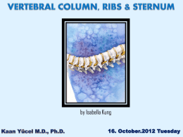 cervical vertebrae