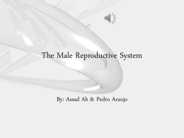 The Male Reproductive System. Assad & Pedro
