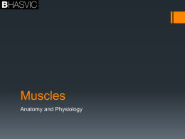 Muscle to Bone