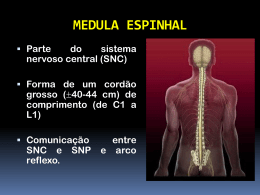 Sistema Nervoso Periférico(AV2)