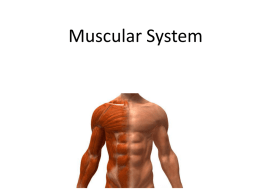 Muscular System lesson 4