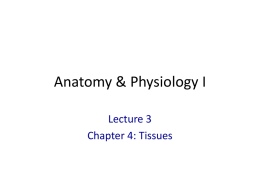 powerpoint lecture