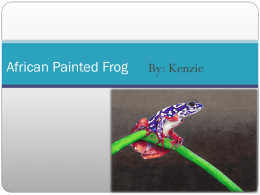 African Painted Frog by Kenzie8D