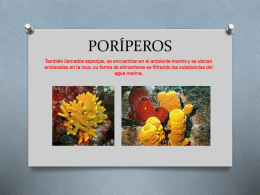 por&iacute;peros