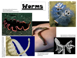 Worms - mrsralph
