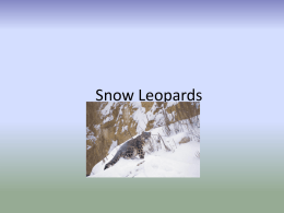 tara`s snow leopard