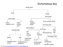 Dichotomous Key for Identifying Unknown Bacteria