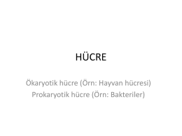 03. Hücre - WordPress.com