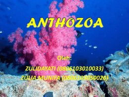 kelas Anthozoa
