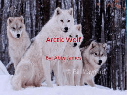 Arctic Wolf Abby James