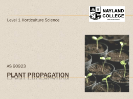 Plant Propagation
