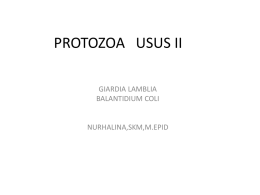 PROTOZOA USUS II