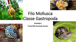Filo Mollusca Classe Gastropo