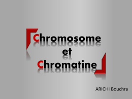chromosome et chromatine