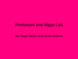 protozoan_lab
