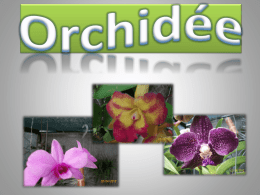 Vandas - orchid&eacute;es