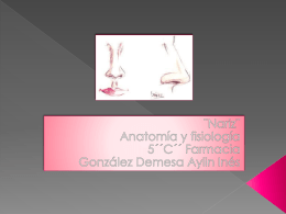 Porción interna de la nariz o cavidad nasal