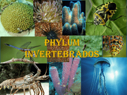 PHYLUM INVERTEBRADOS Presentacion POWERPOINT