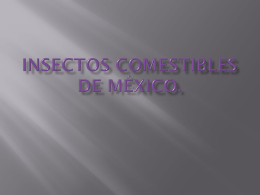 Insectos comestibles de México. Los hemípteros