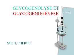 GLYCOGENOLYSE ET GYCOGENOGENESE - medi