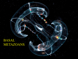 Basal Metazoans