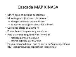 Cascada MAP KINASA - REGULADORES DE CRECIMIENTO