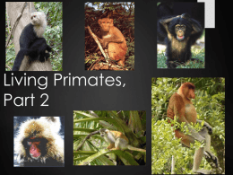 Living Primates, Part 2