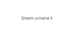 Sistem urinaria II