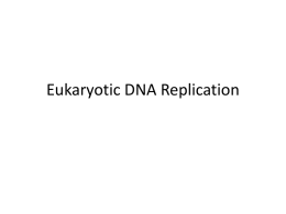 Eukaryotic DNA Replication 7 and 8