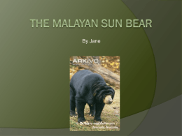 my powerpoint on the malayan sun bear