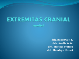 EXTREMITAS CRANIAL -medial-