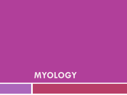 Materi Anhis: “myology 2012 lec”