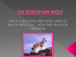 THE ETHIOPIAN WOLF