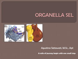 ii.organella sel