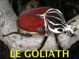 Le Goliath