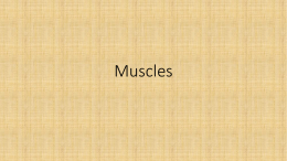 Muscles - mStudyGroup.com