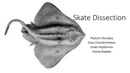 Skate Dissection