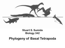 Basal Tetrapod Phylogeny Powerpoint
