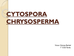CYTOSPORA CHRYSOSPERMA