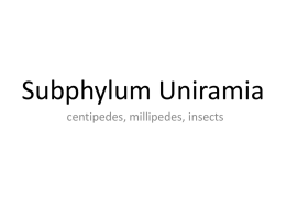 Subphylum Uniramia