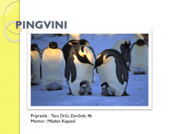 Pingvin