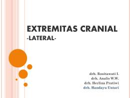 extremitas cranial2012