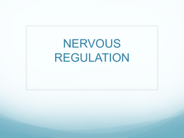 chapter 14 - nervous regulation